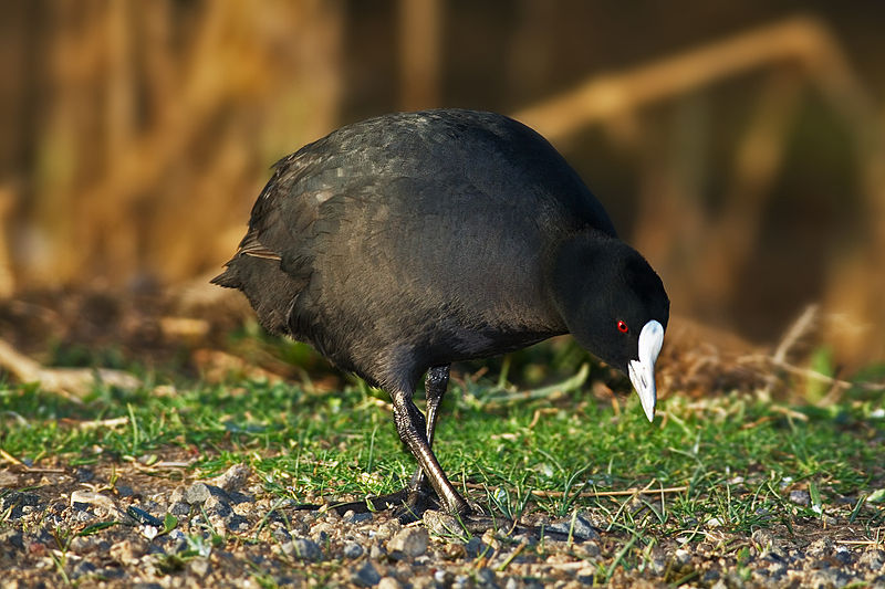 Fulica atra