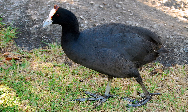 Fulica cristata