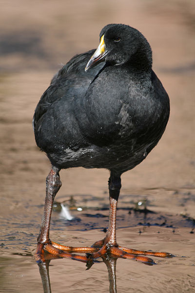 Fulica gigantea