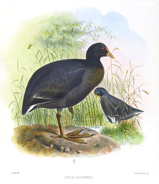 Fulica leucoptera