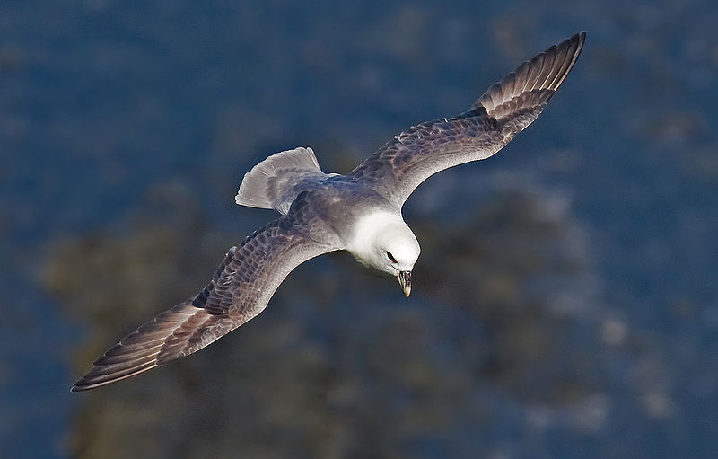 Fulmarus glacialis