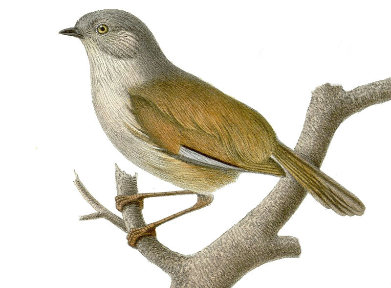 Fulvetta cinereiceps