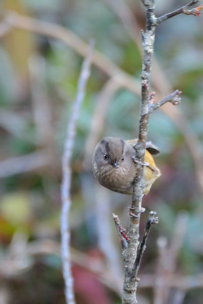 Fulvetta manipurensis