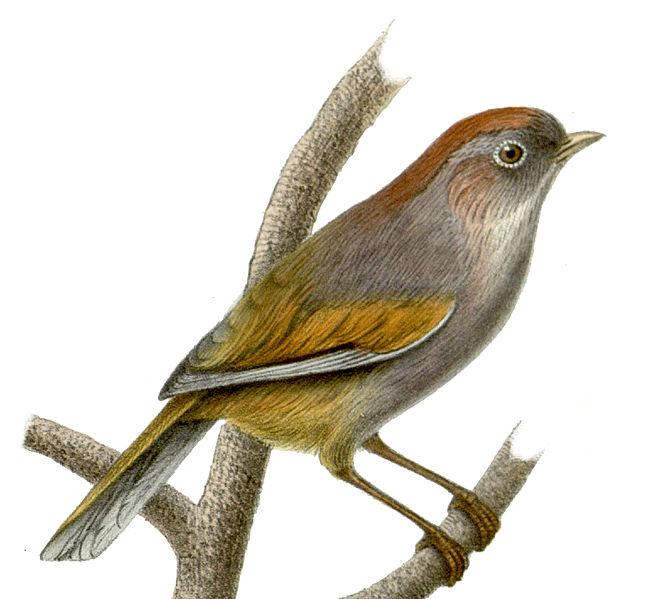 Fulvetta ruficapilla