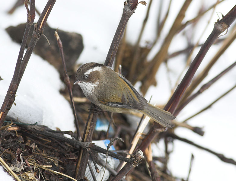 Fulvetta vinipectus