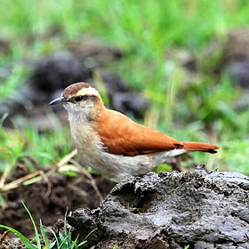 Furnarius figulus