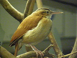 Furnarius leucopus