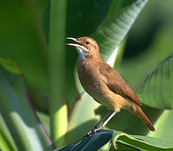 Furnarius rufus