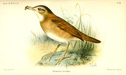 Furnarius torridus