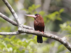Galbalcyrhynchus purusianus