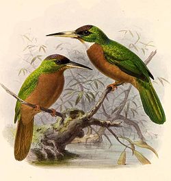 Galbula albirostris