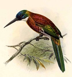 Galbula chalcothorax