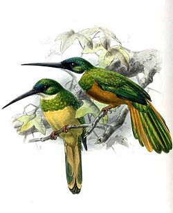 Galbula galbula