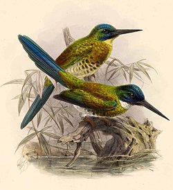 Galbula leucogastra