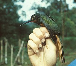 Galbula pastazae