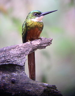 Galbula ruficauda