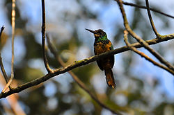 Galbula tombacea
