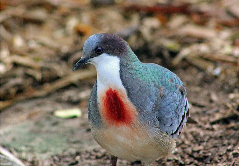 Gallicolumba crinigera