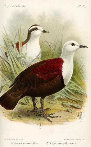 Gallicolumba erythroptera