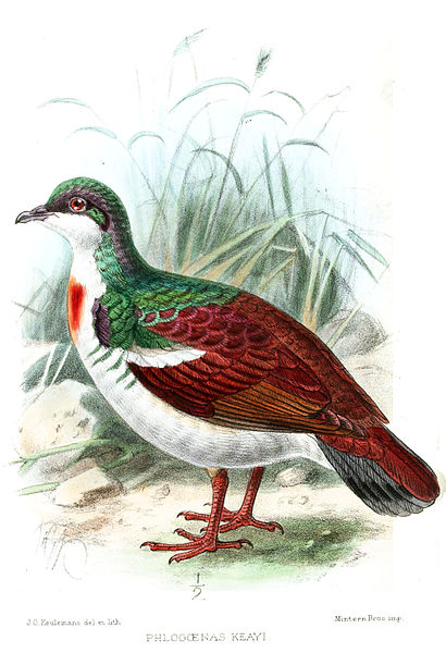 Gallicolumba keayi