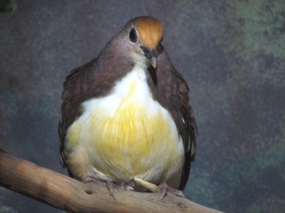 Gallicolumba rufigula
