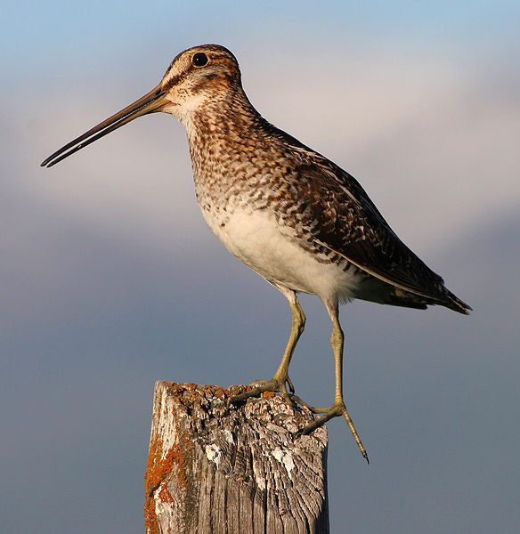 Gallinago delicata