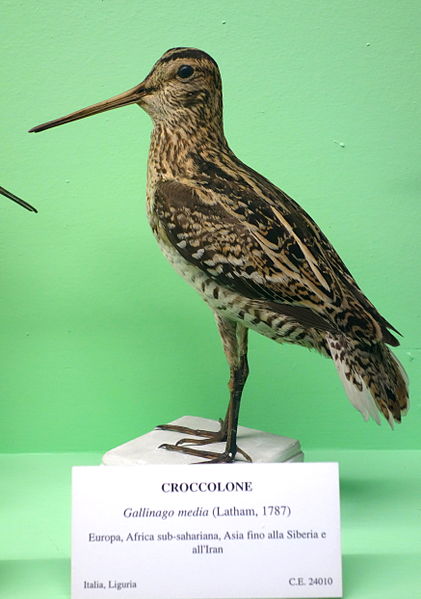 Gallinago media