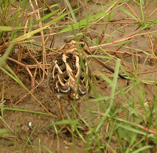 Gallinago nigripennis