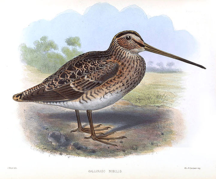 Gallinago nobilis