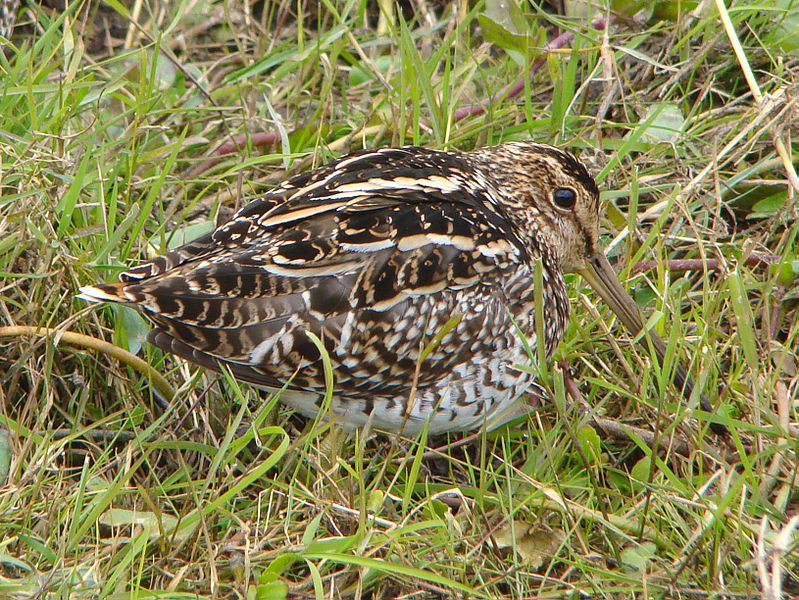 Gallinago paraguaiae