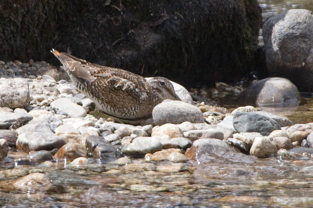Gallinago solitaria