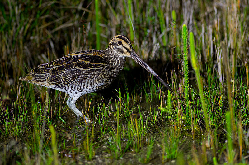 Gallinago undulata