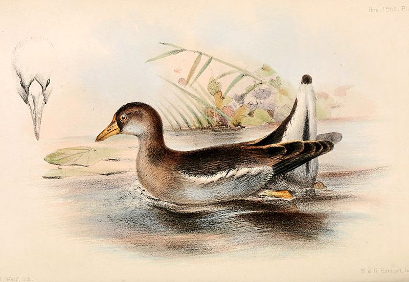 Gallinula angulata