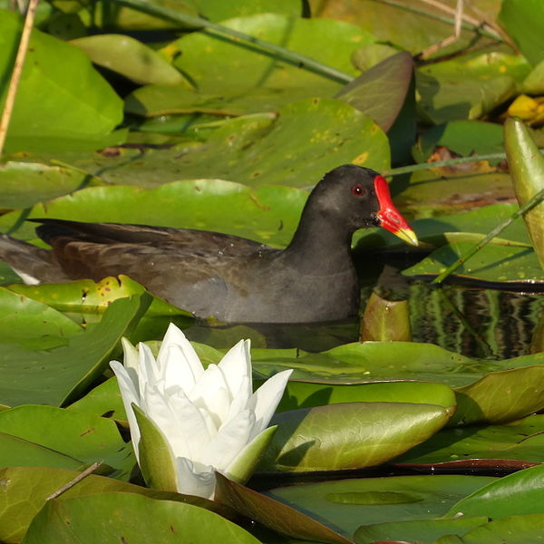 Gallinula chloropus