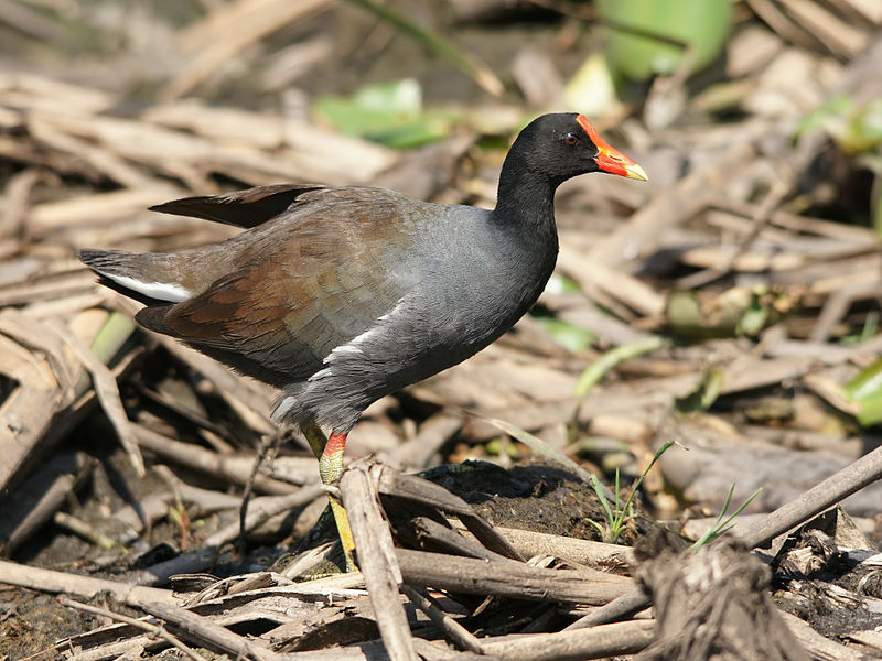 Gallinula galeata