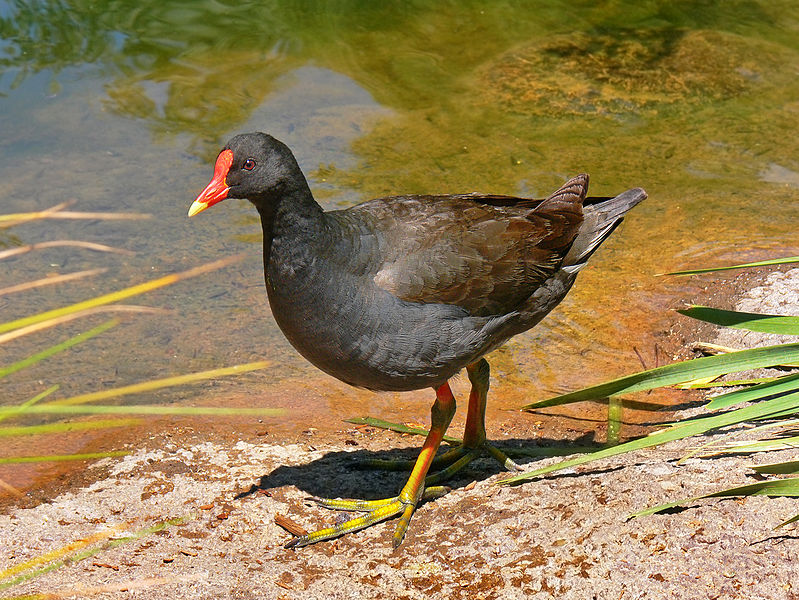 Gallinula tenebrosa