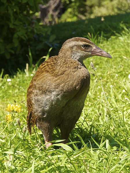 Gallirallus australis