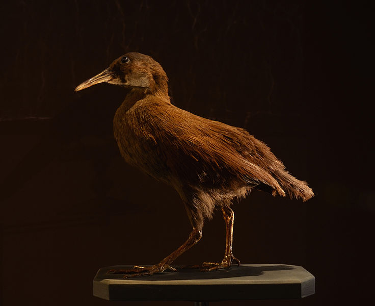 Gallirallus lafresnayanus