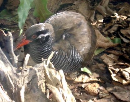 Gallirallus okinawae