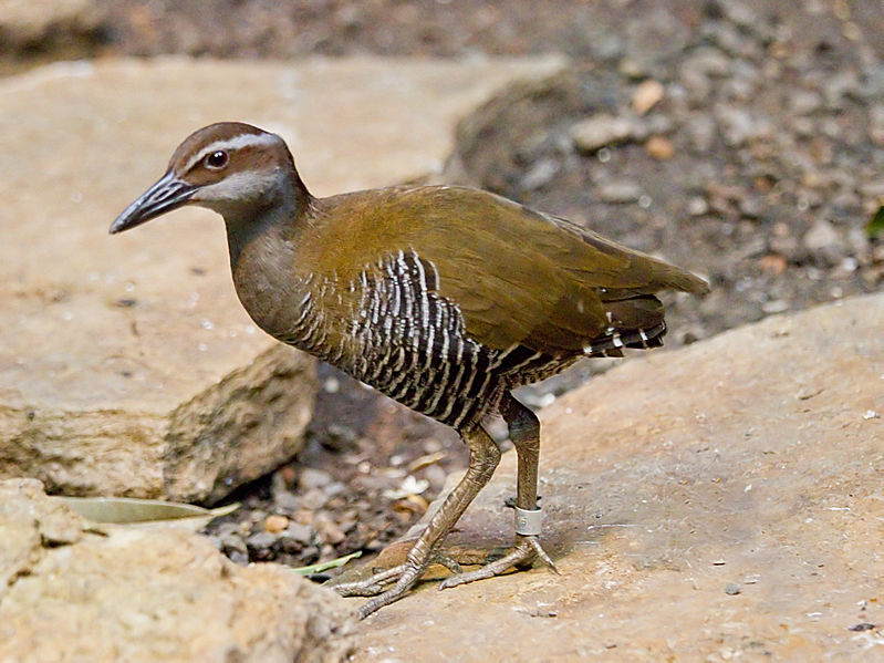Gallirallus owstoni