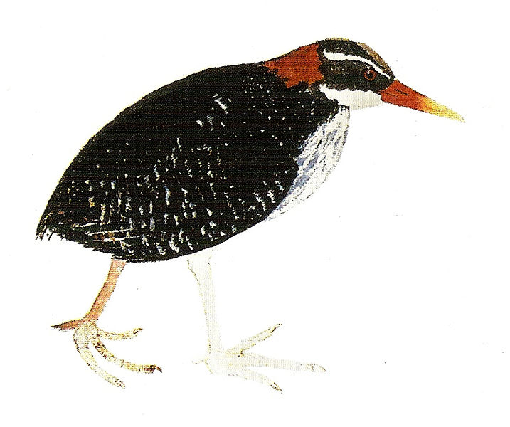 Gallirallus pacificus