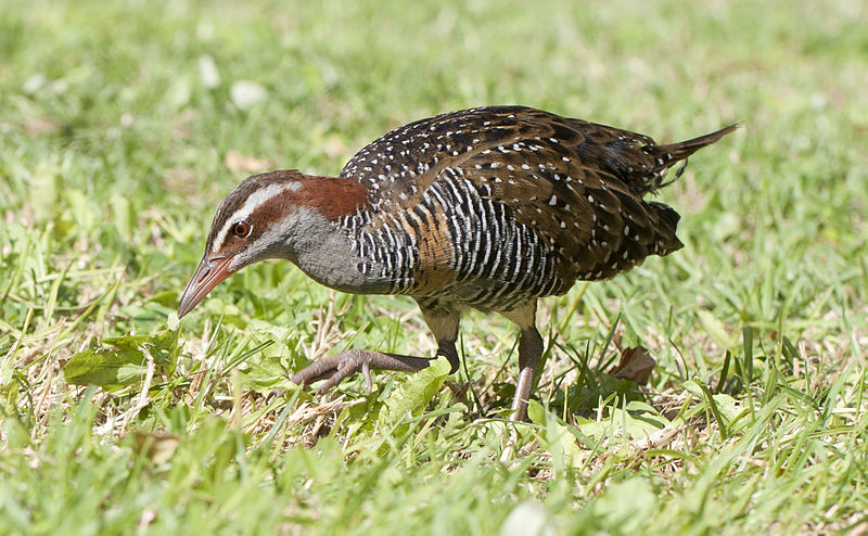 Gallirallus philippensis