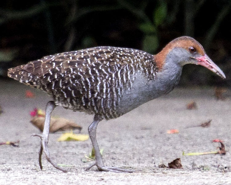 Gallirallus striatus
