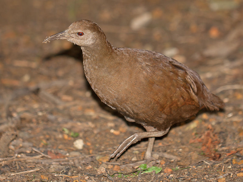 Gallirallus sylvestris