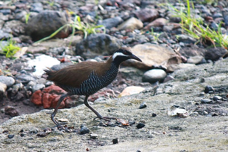Gallirallus torquatus