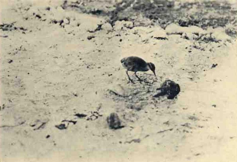 Gallirallus wakensis
