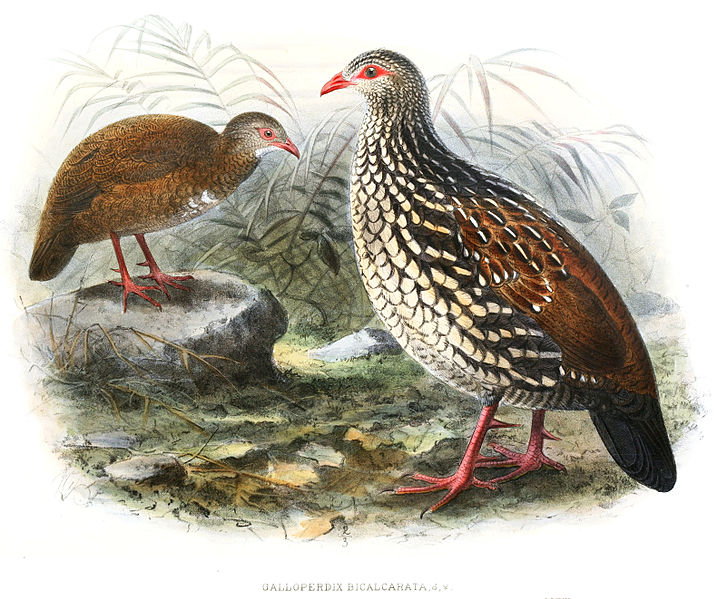 Galloperdix bicalcarata