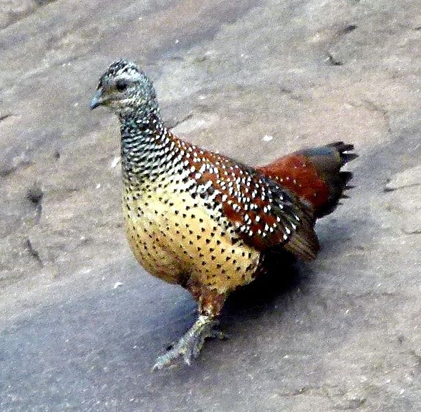 Galloperdix lunulata