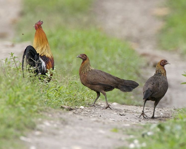 Gallus gallus