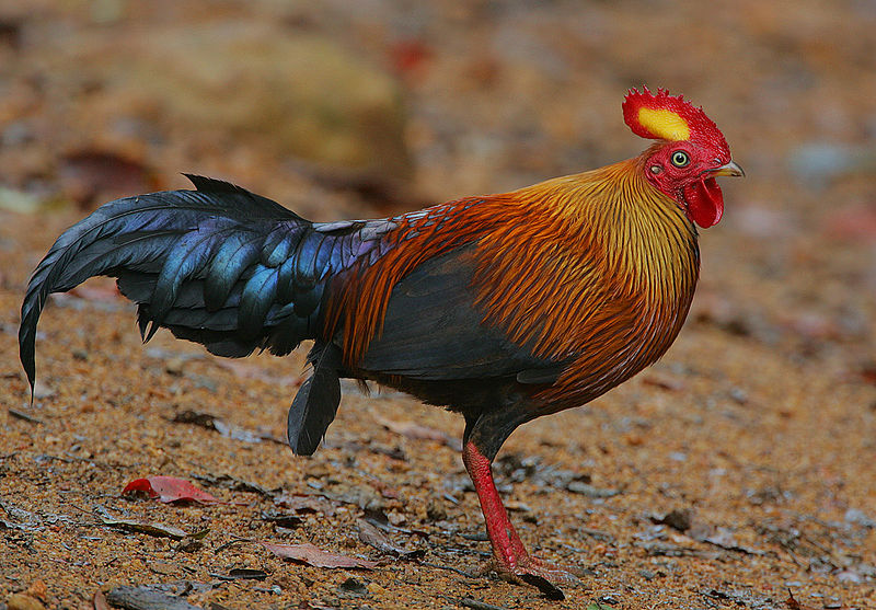 Gallus lafayetii